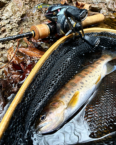 ヤマメの釣果