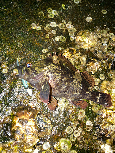 カサゴの釣果