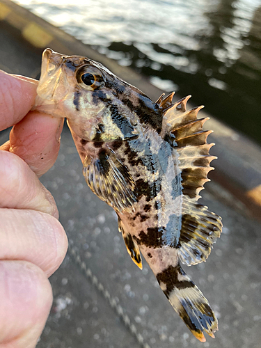 タケノコメバルの釣果