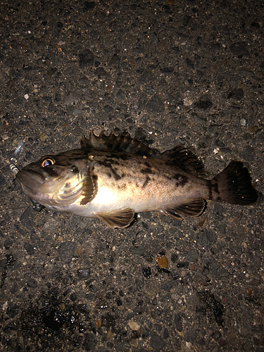 タケノコメバルの釣果