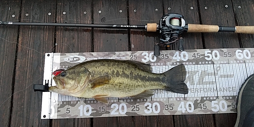 ブラックバスの釣果