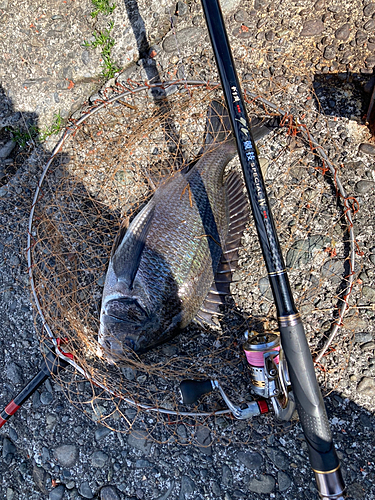 クロダイの釣果