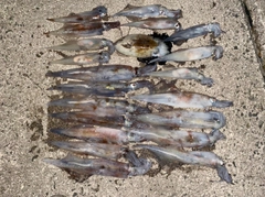 ヤリイカの釣果