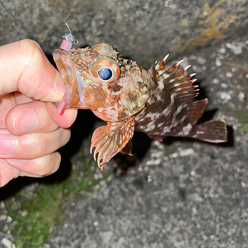 カサゴの釣果