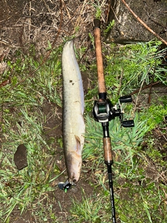 ナマズの釣果