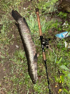 ライギョの釣果