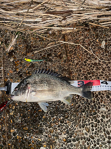 キビレの釣果