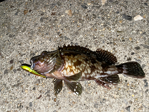 カサゴの釣果