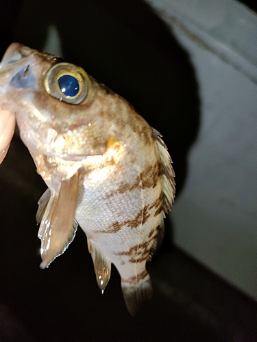 タケノコメバルの釣果