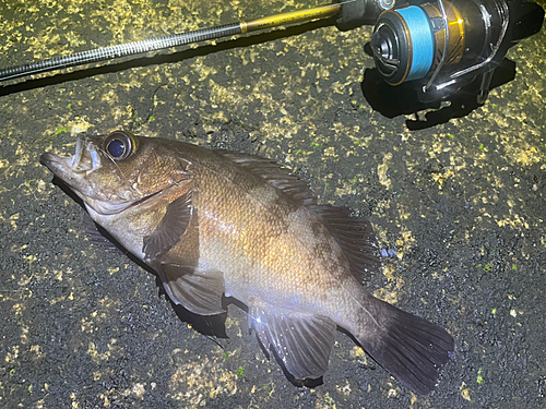 メバルの釣果