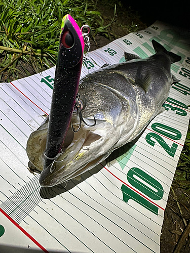 シーバスの釣果