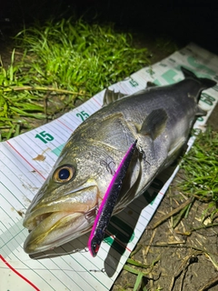 シーバスの釣果