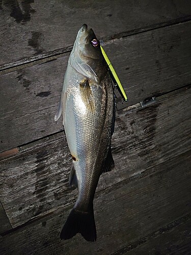 セイゴ（マルスズキ）の釣果