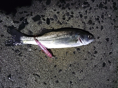 シロメバルの釣果