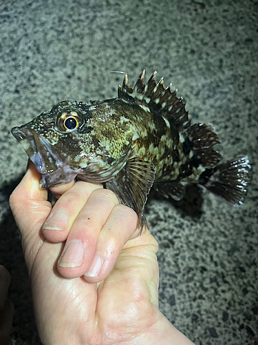 カサゴの釣果