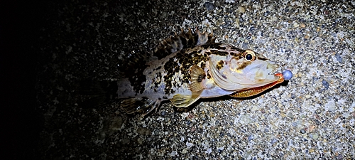 タケノコメバルの釣果