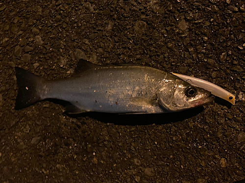 フッコ（マルスズキ）の釣果