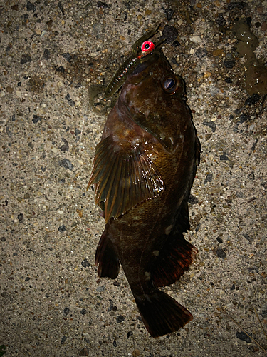 カサゴの釣果