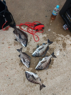 クロダイの釣果