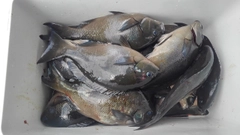 メジナの釣果