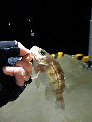 ガシラの釣果