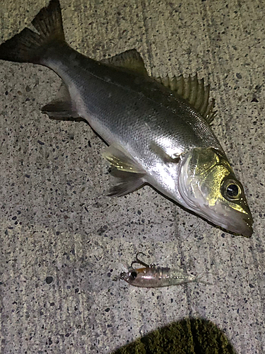 シーバスの釣果