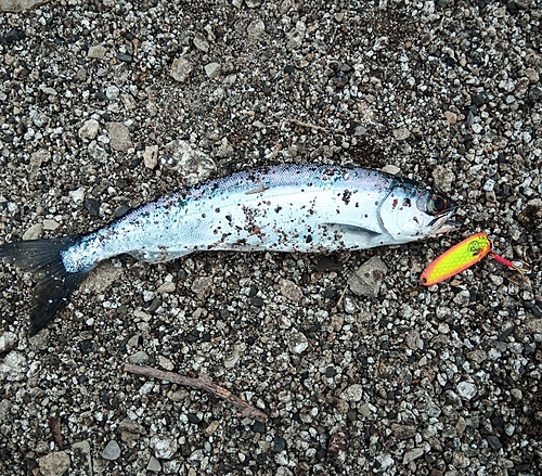 ヒメマスの釣果