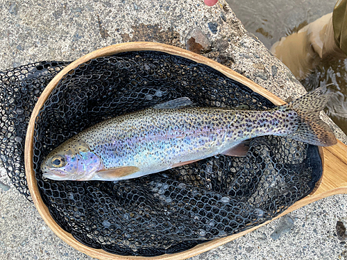 ニジマスの釣果