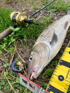 ニゴイの釣果