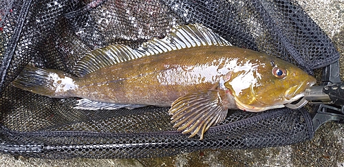 アイナメの釣果