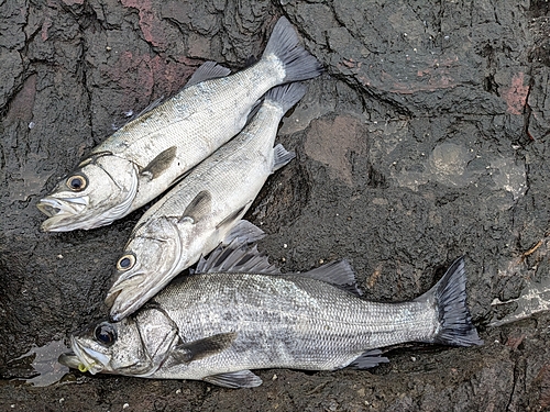 ヒラスズキの釣果