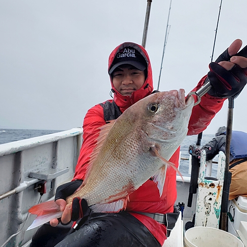 マダイの釣果