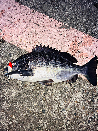 クロダイの釣果