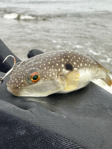 フグの釣果