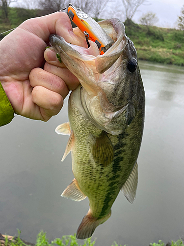 ラージマウスバスの釣果