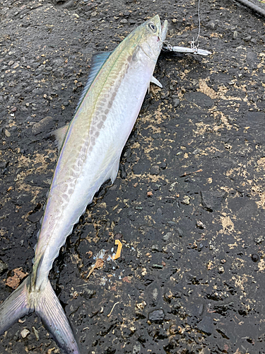 サゴシの釣果