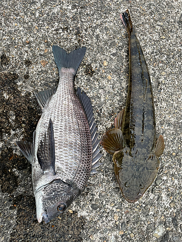 クロダイの釣果