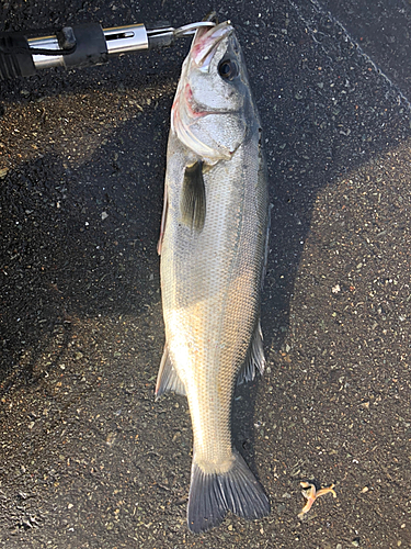 フッコ（マルスズキ）の釣果