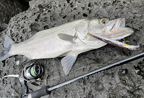 ヒラスズキの釣果