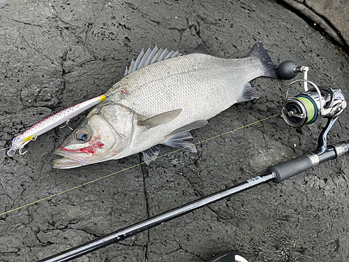 ヒラスズキの釣果