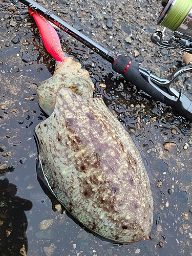 コウイカの釣果