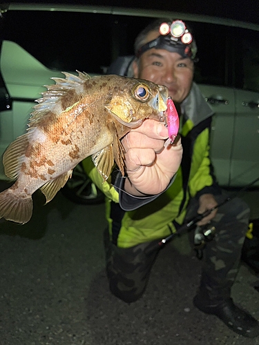 メバルの釣果