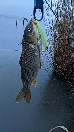 コイの釣果