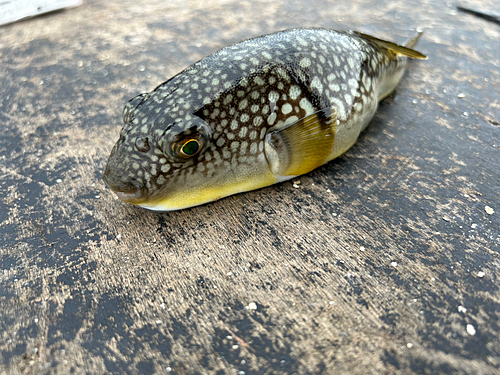 クサフグの釣果