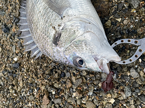 キビレの釣果