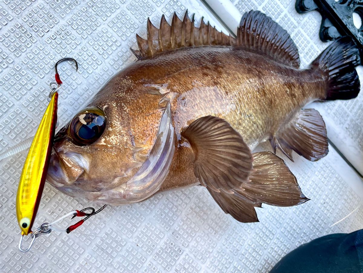 あかねん🎣さんの釣果 1枚目の画像