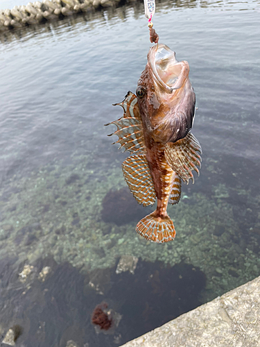 カジカの釣果