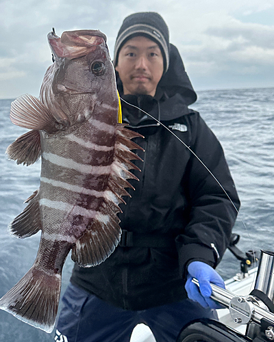 マハタの釣果