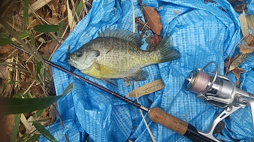 ブルーギルの釣果