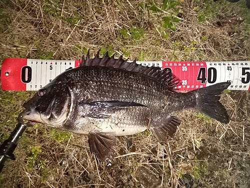 クロダイの釣果